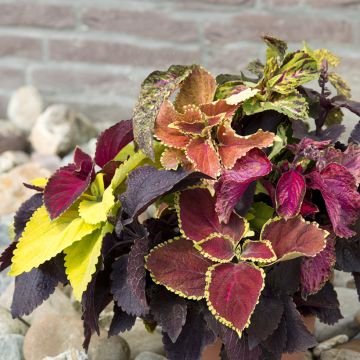 Coleus Pinto Mix (zaad) - Siernetel