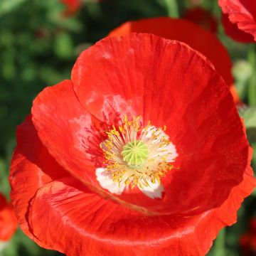 Papaver rhoeas American Legion (zaad) - Grote klaproos