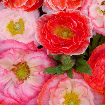 Papaver rhoeas Falling in Love Mix (zaad) - Grote klaproos