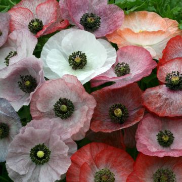 Papaver rhoeas Mother of Pearl (zaad) - Grote klaproos
