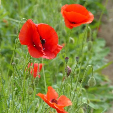 Papaver rhoeas Rood biologisch (zaad) - Grote klaproos