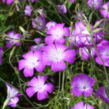 Agrostemma githago Purple Queen (zaad) - Bolderik