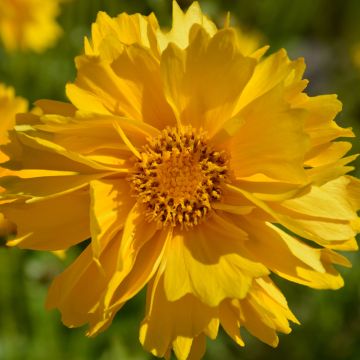 Coreopsis grandiflora Presto (zaad) - Meisjesogen