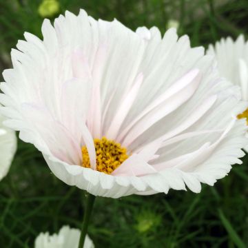 Cosmea Cupcakes Wit (zaad) - Cosmos bipinnatus