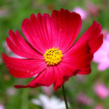 Cosmea Sensation Dazzler (zaad) - Cosmos bipinnatus