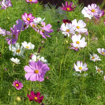 Cosmea Sensation en mélange (zaad) - Cosmos bipinnatus