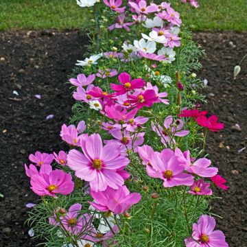 Cosmea Sonata Series Mixed (zaad) - Cosmos bipinnatus