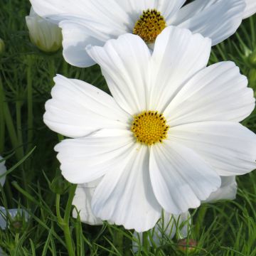 Cosmea Sonata Wit (zaad) - Cosmos bipinnatus