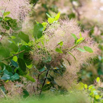 Cotinus coggygria (zaad)
