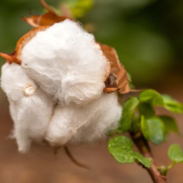 Katoenplant (zaad) - Gossypium herbaceum