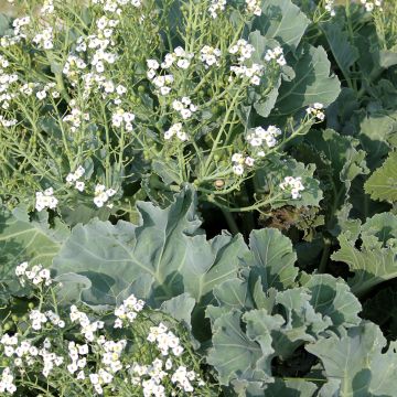 Crambe maritima (zaad) - Zeekool