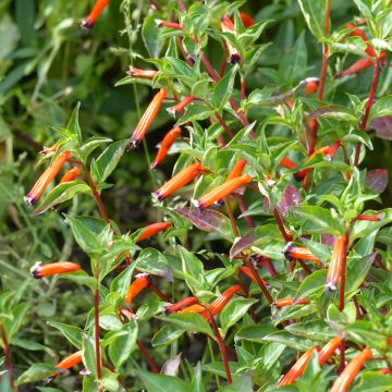 Cuphea ignea (zaad) - Luciferplant