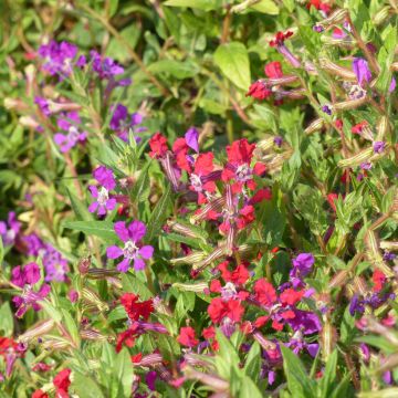 Cuphea miniata Mix (zaad)