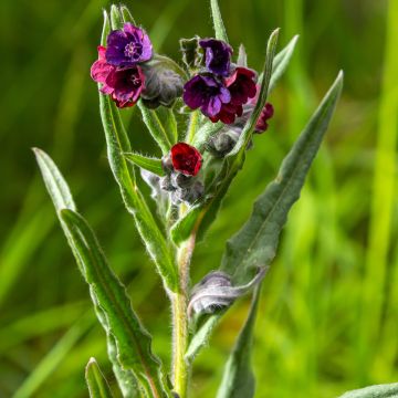 Cynoglossum officinale (zaad) - Veldhondstong