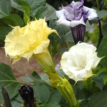 Datura metel Ballerina Mixed (zaad) - Doornappel