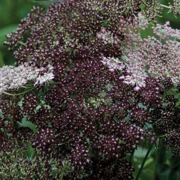 Wortel Dara (zaad) - Daucus carota