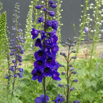 Delphinium Black Knight (zaad) - Ridderspoor