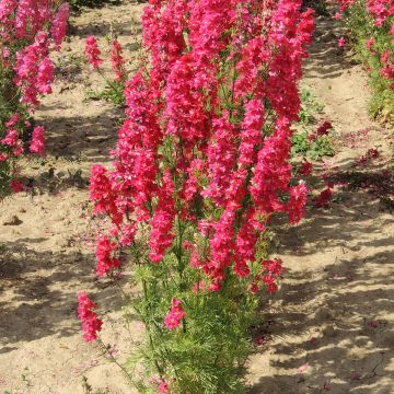 Delphinium Deep Rood (zaad) - Ridderspoor