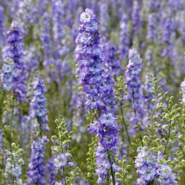 Ridderspoor DelQIS Dark Blue Edge (zaad) - Delphinium consolida
