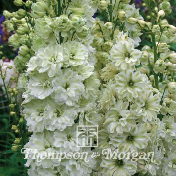 Delphinium elatum Green Twist (zaad) - Ridderspoor