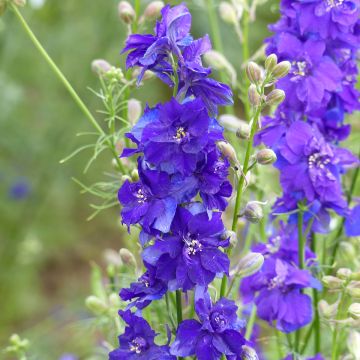 Ridderspoor Imperial QIS Dark Blue (zaad) - Delphinium consolida