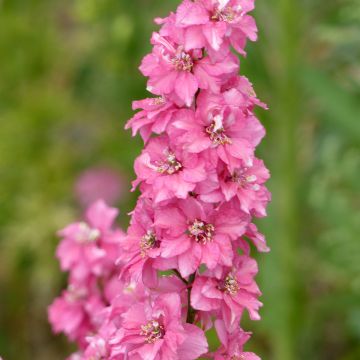 Ridderspoor Imperial QIS Salmon Pink (zaad) - Delphinium consolida