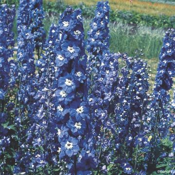 Delphinium Pacific Giants Blue Bird (zaad) - Ridderspoor