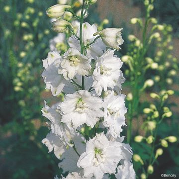 Delphinium Pacific Giants Galahad (zaad) - Ridderspoor