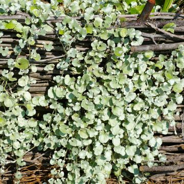 Dichondra argentea Silver Falls (zaad) - Zilveren dichondra