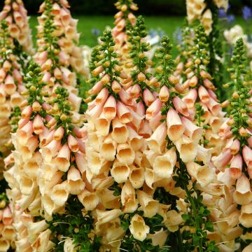 Digitalis purpurea Dalmatian Peach F1 (zaad) - Vingerhoedskruid