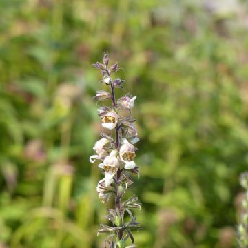 Digitalis lanata Café Crème (zaad) - Wollig vingerhoedskruid