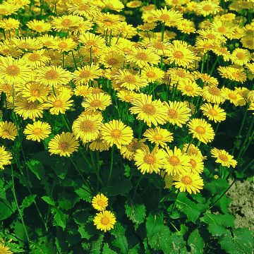 Doronicum caucasicum Little Leo (zaad) - Voorjaarszonnebloem