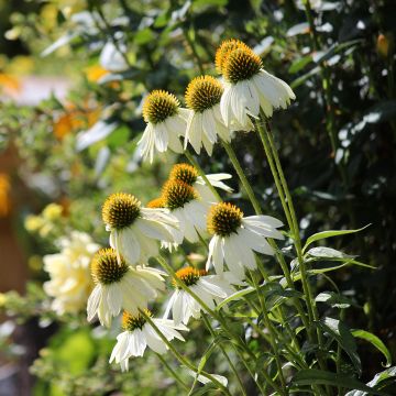 Echinacea purpurea Feeling White (zaad) - Rode zonnehoed