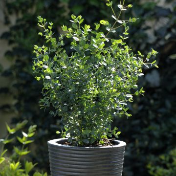 Eucalyptus parvula Boxwood (zaad) - Gomboom