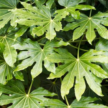Fatsia japonica (zaad) - Vingerplant