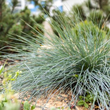 Festuca glauca (zaad) - Blauwgras