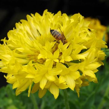 Gaillardia pulchella Yellow Plume (zaad) - Kokardebloem