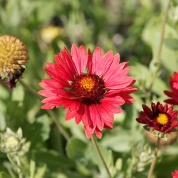 Gaillardia grandiflora Burgunder (zaad) - Kokardebloem