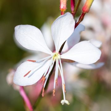 Gaura lindheimeri Emmeline White (zaad) - Prachtkaars