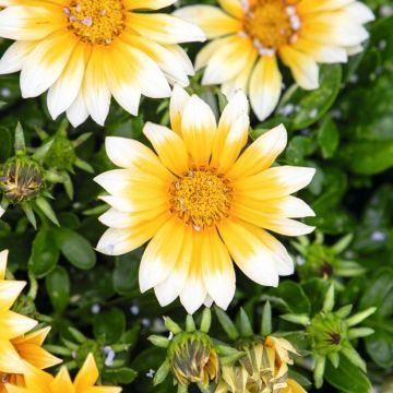 Gazania Zany F1 Sunny-Side Up (zaad) - Middaggoud
