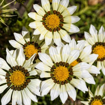 Gazania Kiss White F1 (zaad) - Middaggoud
