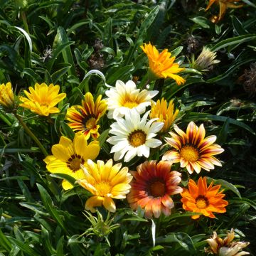 Gazania Sunshine Hybrids (zaad) - Middaggoud
