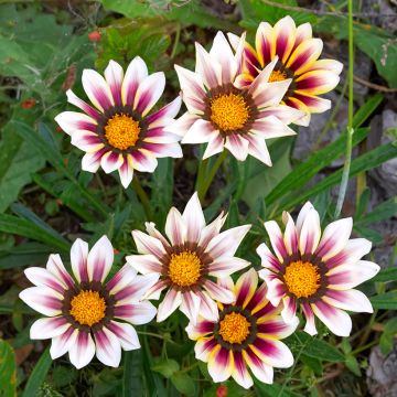 Gazania Tiger Stripes Mixed (zaad) - Middaggoud