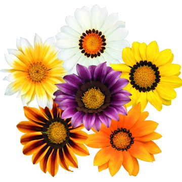 Gazania Zany F1 Mixture (zaad) - Middaggoud