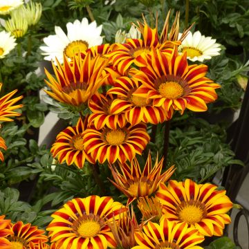 Gazania Zany F1 Orange Flame (zaad) - Middaggoud