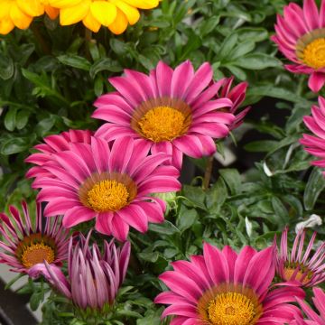 Gazania Zany F1 Roze (zaad) - Middaggoud