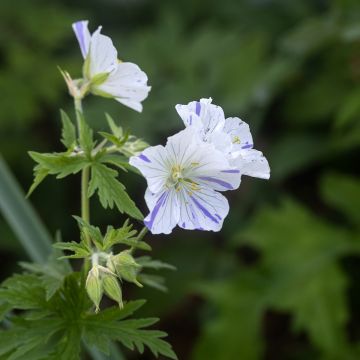 Geranium pratense Splish Splash (zaad) - Beemdooievaarsbek