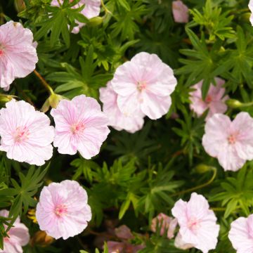 Geranium sanguineum Vision Roze (zaad) - Bloedooievaarsbek