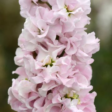 Matthiola incana Classic Malmaison Pink (zaad) - Zomerviolier