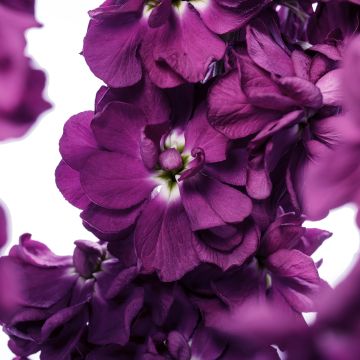 Matthiola incana Milla Aubergine (zaad) - Zomerviolier